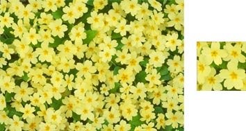 Photowrap Primrose Wrapping Paper - Photowrap