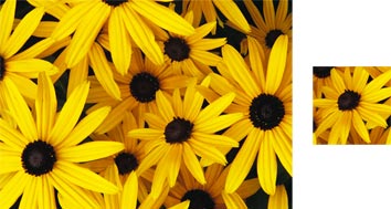 Photowrap Rudbeckia Wrapping Paper - Photowrap