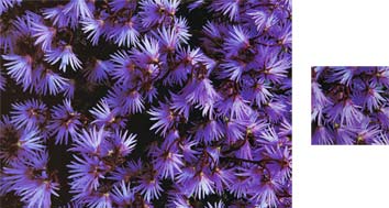 Purple Flowers Wrapping Paper - Photowrap