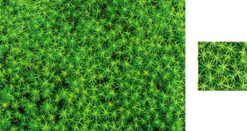 Spikey Moss Photowrap Giftwrap