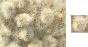 Thistle Photowrap Giftwrap